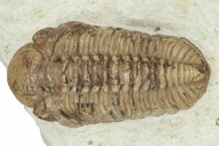 Paciphacops Trilobite - Black Cat Mountain, Oklahoma #234631